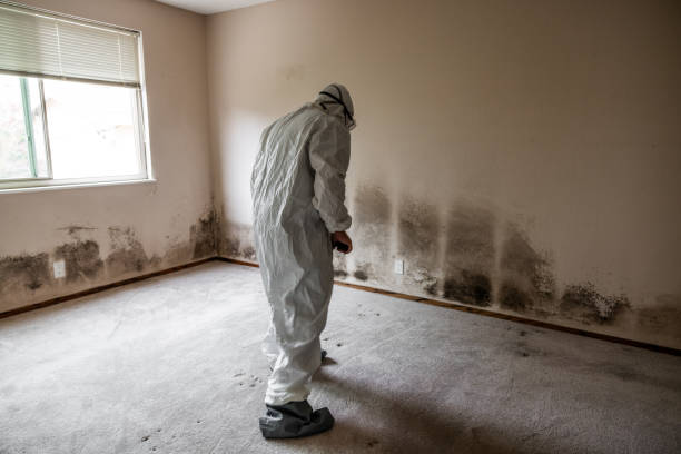 Best Mold Removal Process  in USA