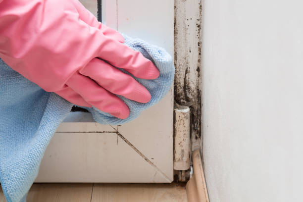 Best Residential Mold Removal  in USA